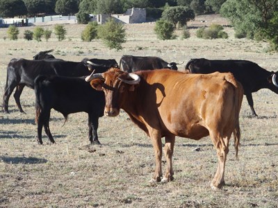Seleccionadas las primeras seis vaquillas de San Mateo 2015 de la ganadería de Curro Fuentes