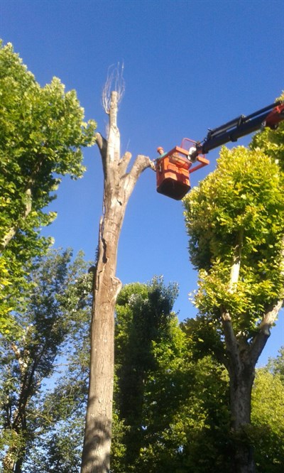 El Ayuntamiento retira tres árboles secos del Parque San Julián 