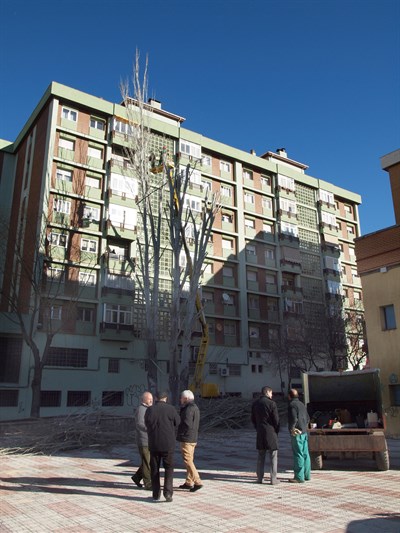 El Ayuntamiento repondrá en las próximas semanas los árboles talados en el Parque de los Moralejos 