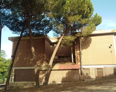 El Ayuntamiento corta los pinos del patio de Educación Infantil del colegio Fuente del Oro por riesgo de caída 