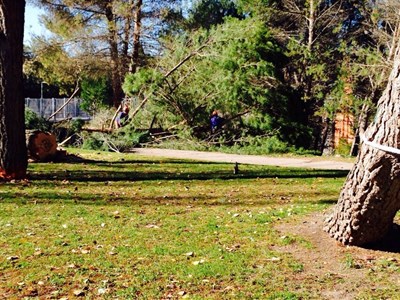 El Ayuntamiento retira 40 pinos del Parque de los Moralejos que amenazaban con caerse y los sustituirá por otros ejemplares 