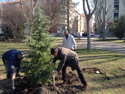 Comienza la replantación de árboles en el Parque de los Moralejos 