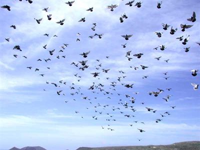 Más de 2.000 palomas mensajeras surcarán el cielo de la capital el próximo domingo